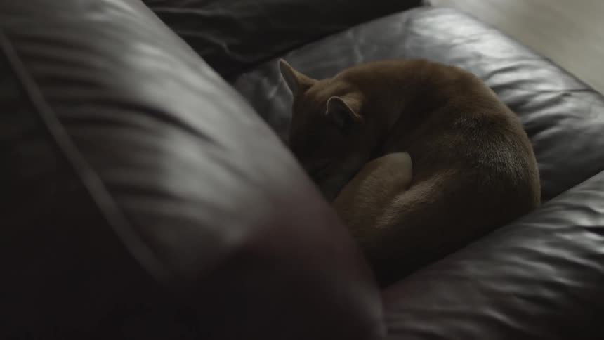 A small dog is sleeping on a leather couch