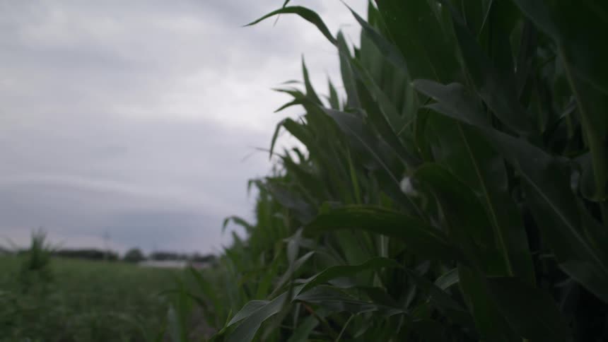 Leaves of corn stalks