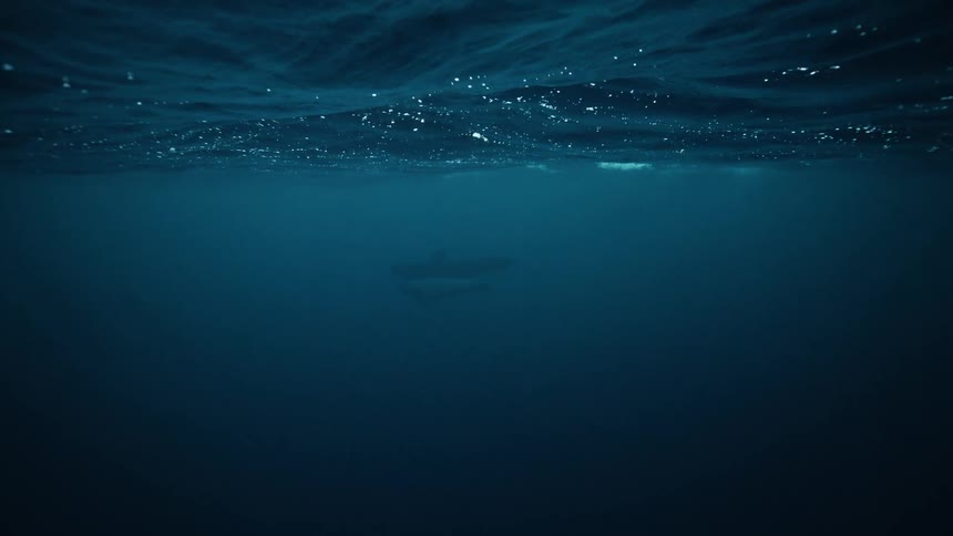 An underwater view shows a large whale swimming past a snorkeler and disappearing into the deep blue ocean