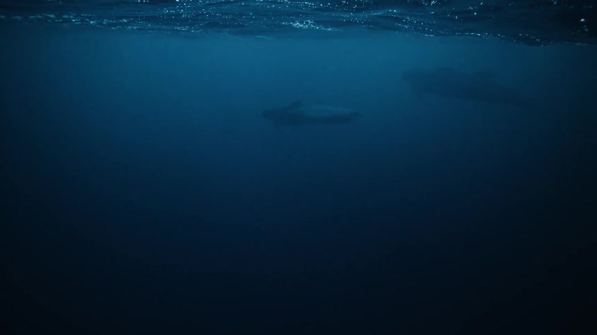 A majestic pod of pilot whales glides through the deep blue ocean as a diver observes from the surface