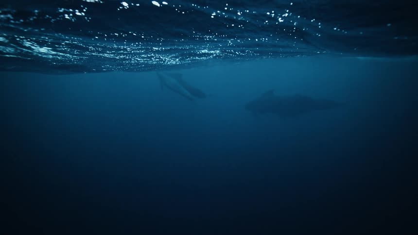 Slow motion underwater view of a pod of majestic pilot whales swimming gracefully just below the ocean's surface