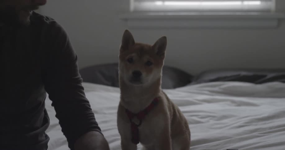 A dog hides behind a man sitting on a bed