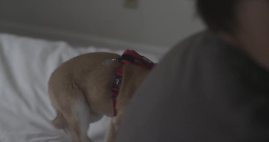A dog walks over a bed towards his master