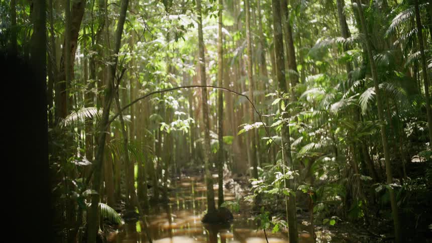 Sunlight filters through the tall trees of a dense jungle, revealing a quiet stream below