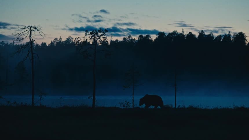 A wild bear is silhouetted against a misty lake and forest as it forages for food at twilight