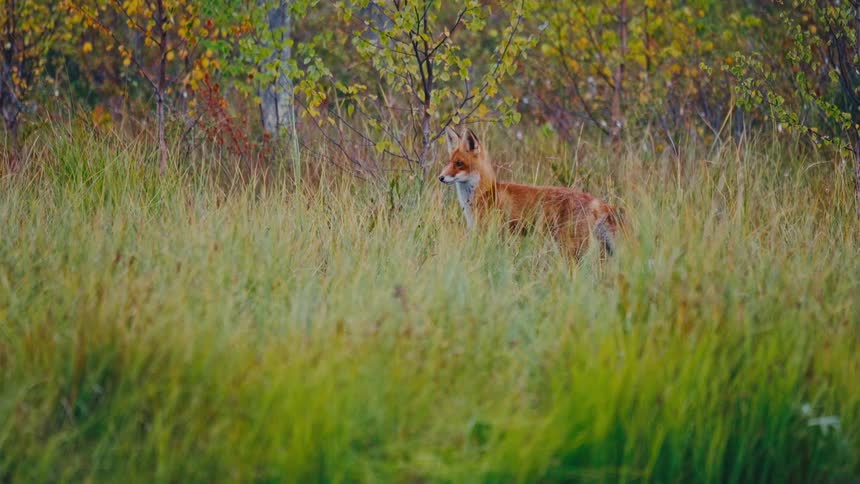 A stunning cinemagraph of a wild red fox standing perfectly still in a vibrant green meadow during autumn