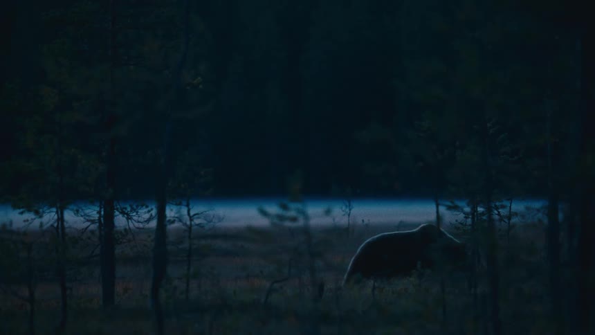A large brown bear forages through a dark forest clearing near a lake at dusk