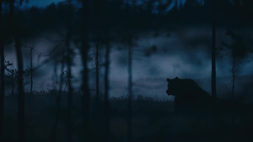The mysterious silhouette of a large brown bear rests peacefully in a foggy forest during the deep twilight hours