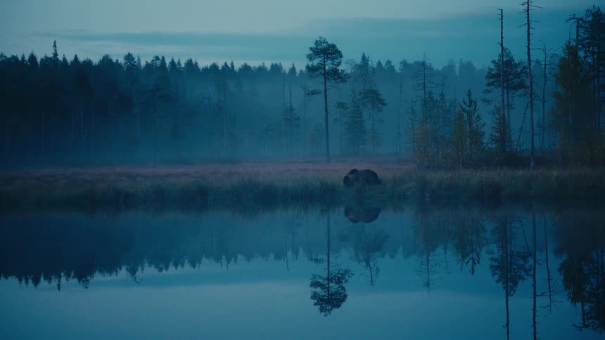 A wild brown bear forages on the shore of a misty lake at dusk, with the forest reflected in the calm water