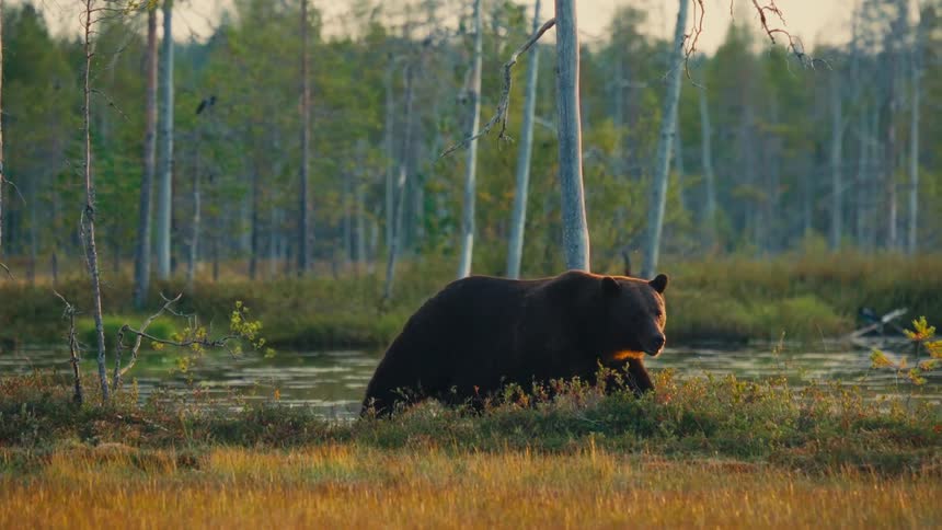 A large brown bear stands majestically in a golden hour lit marshland surrounded by a tranquil forest