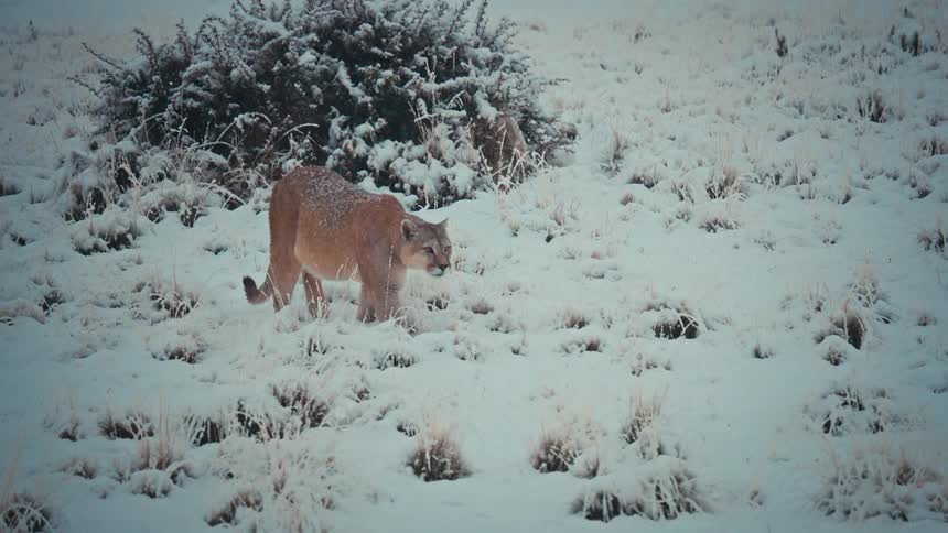 A majestic puma prowls through a snow-covered field in slow motion