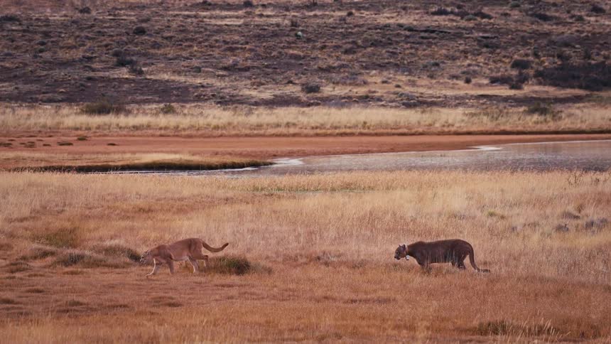 A young puma playfully leaps and bounds in slow motion while an adult stalks through the grassy Patagonian steppe
