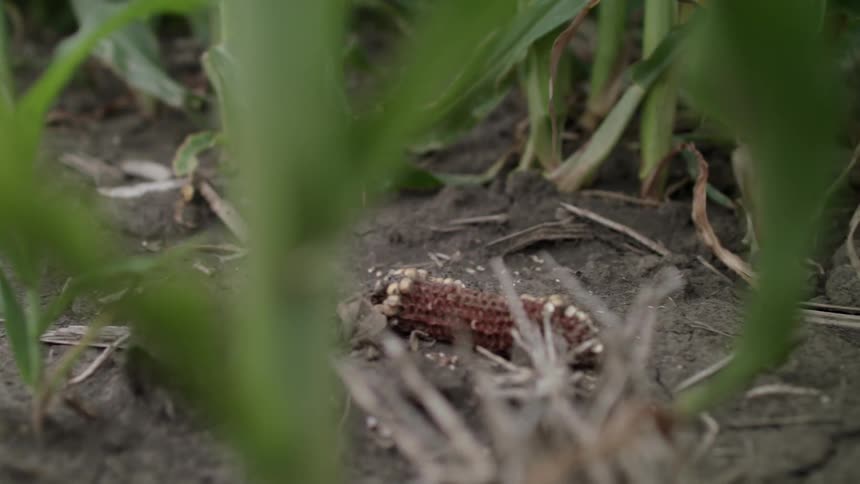 A dead corn cob is in the field