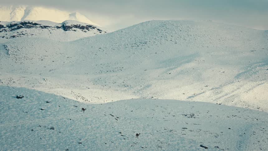 A pair of wild guanacos run across a vast and desolate snow-covered mountain landscape in slow motion