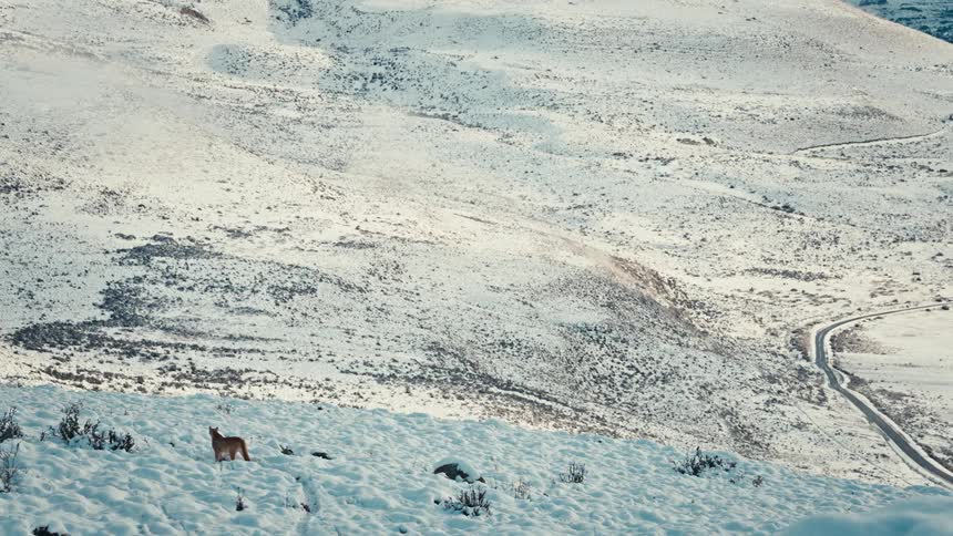 A majestic puma stands alert on a vast, snow-covered mountainside, watching over a valley as two guanacos appear in the distance