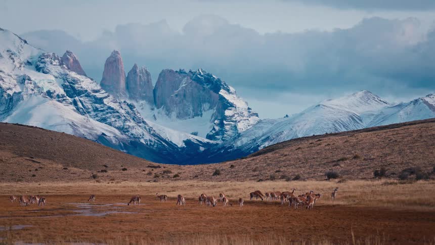 Wild guanacos graze peacefully in a valley before the dramatic, snow-capped peaks of Torres del Paine in Patagonia