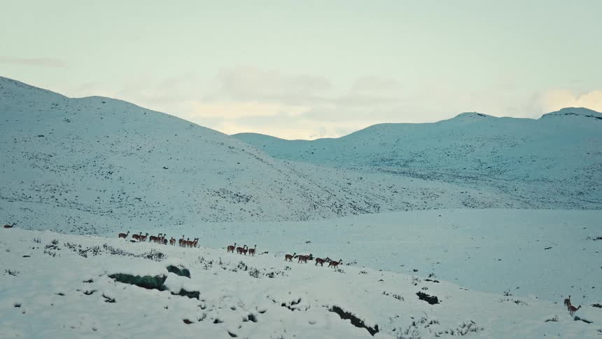 A herd of wild vicuñas stands in a line across a vast, snow-covered mountain landscape