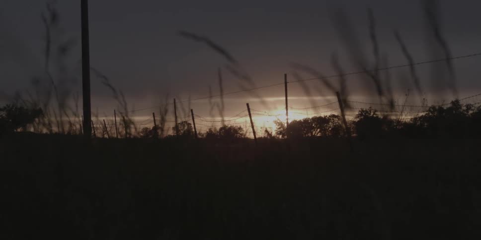 The sun rises over a field