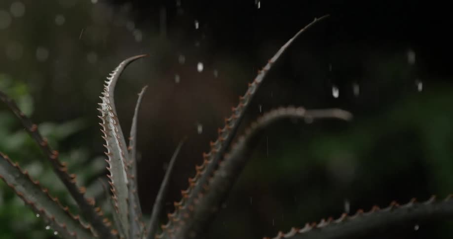 Water dripping on a succulent