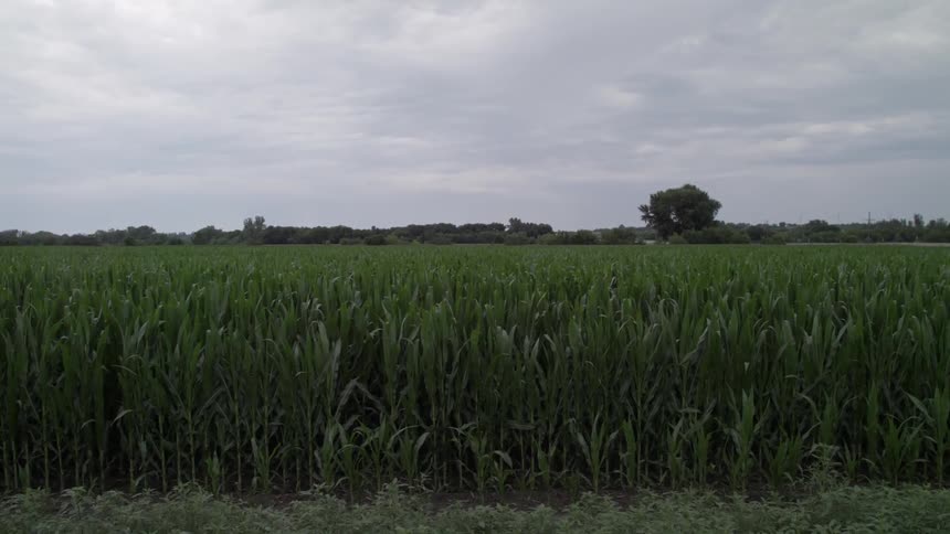 Stalks of corn blow in the breeze on a cloudy day