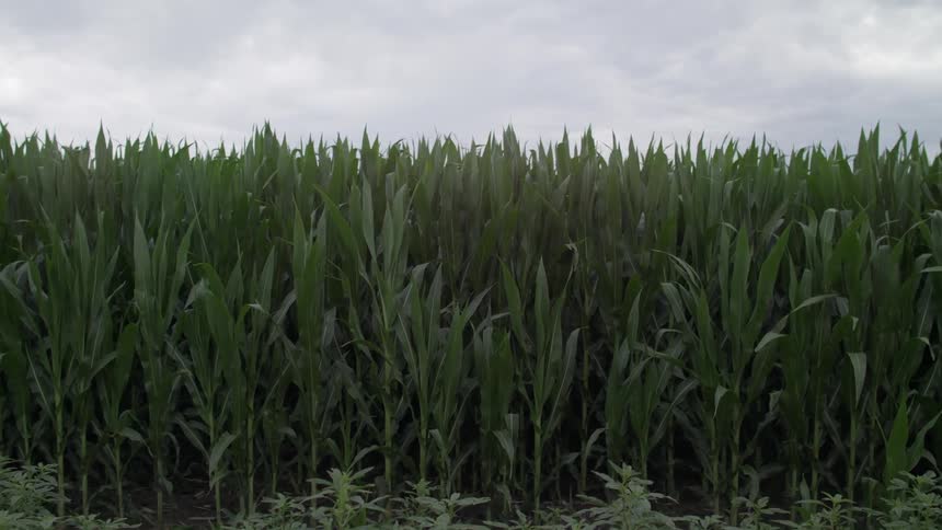 Corn grows in a field