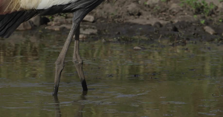 A bird walks through muddy water