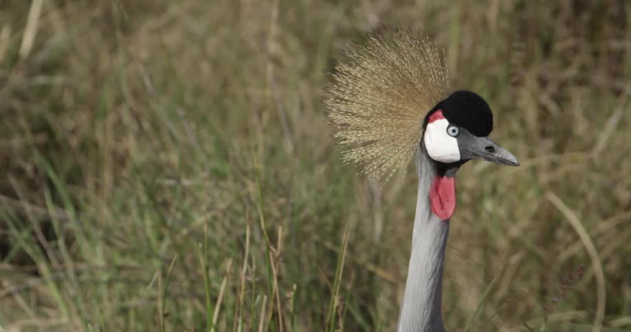 A weird bird shakes its head near tall grass