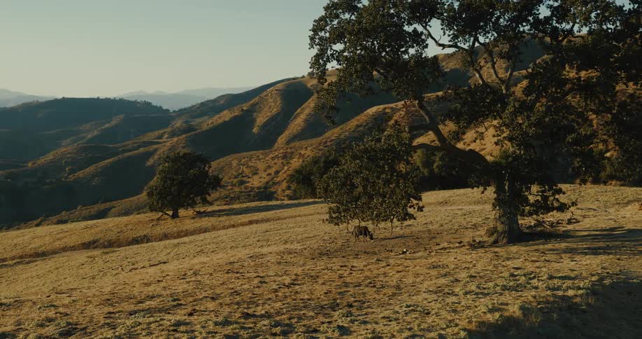 A lone cow grazes in the shade of a large tree on a golden, grassy hill with rolling mountains in the background during sunset