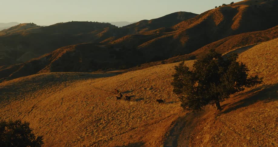 An aerial view shows a herd of cattle walking across golden rolling hills during a beautiful sunset