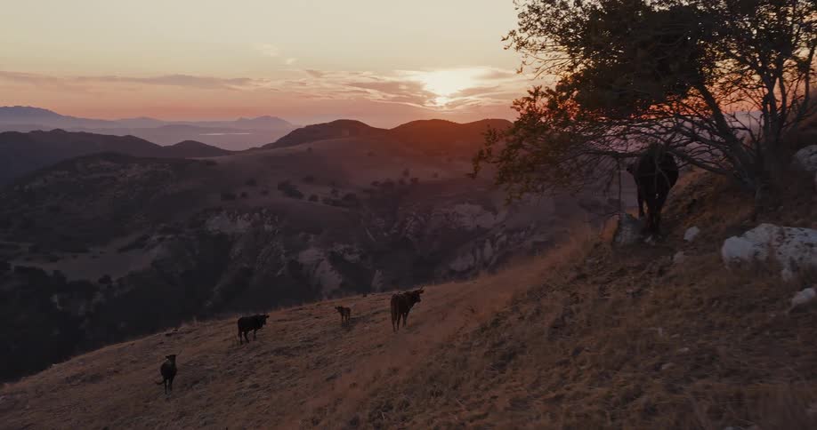 A herd of cattle grazes on a vast, golden mountainside during a picturesque sunset