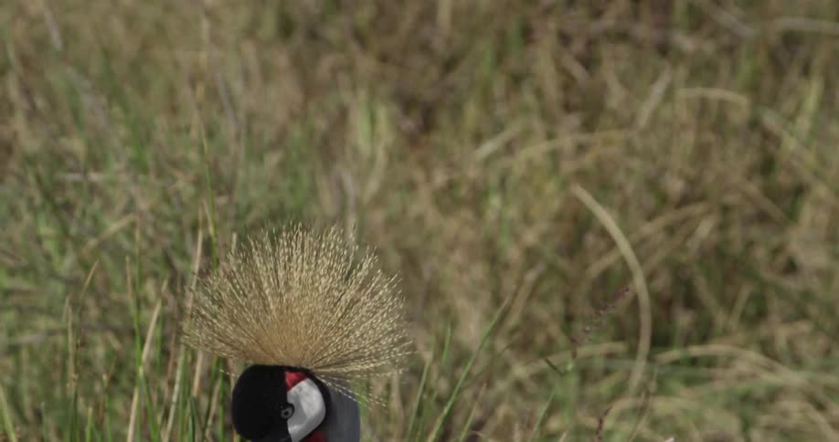 Wild bird in a grassy area