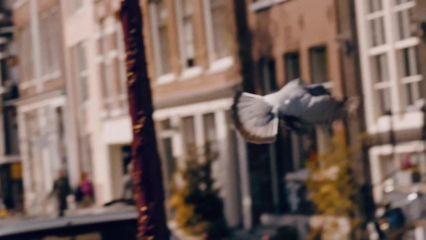Majestic super slow motion footage captures a pigeon gracefully taking flight on a city street