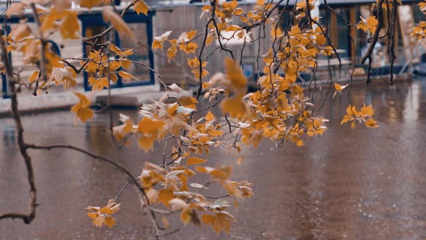 A beautiful cinemagraph shows still golden leaves on a tree branch overlooking a flowing river in autumn
