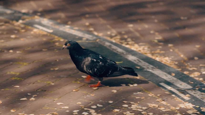 A black pigeon with bright orange feet walks in slow motion across a brick sidewalk littered with fallen petals