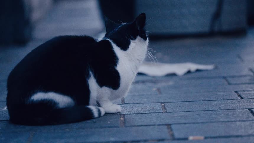A pensive black and white cat sits still on a cold, stone-paved street, slowly looking away