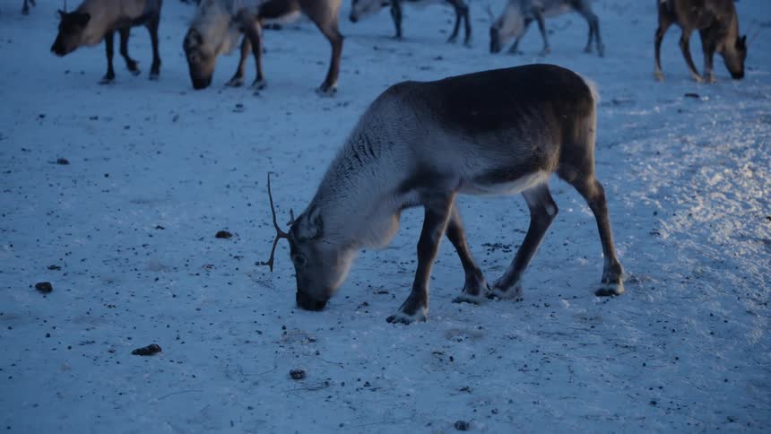 A reindeer with small antlers grazes on a snowy tundra at dusk, with the rest of the herd in the background