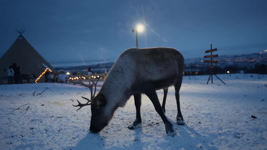 A curious reindeer stands in the snow at night under a single light before walking through the wintry landscape in slow motion