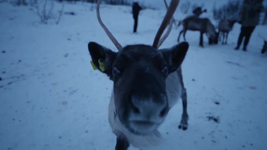 A curious reindeer with small antlers gets a slow-motion close-up while chewing in a snowy winter landscape