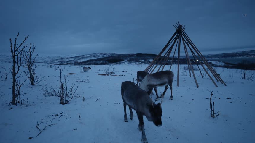 Reindeer search for food in a snowy Scandinavian landscape at dusk next to a traditional Sami teepee frame