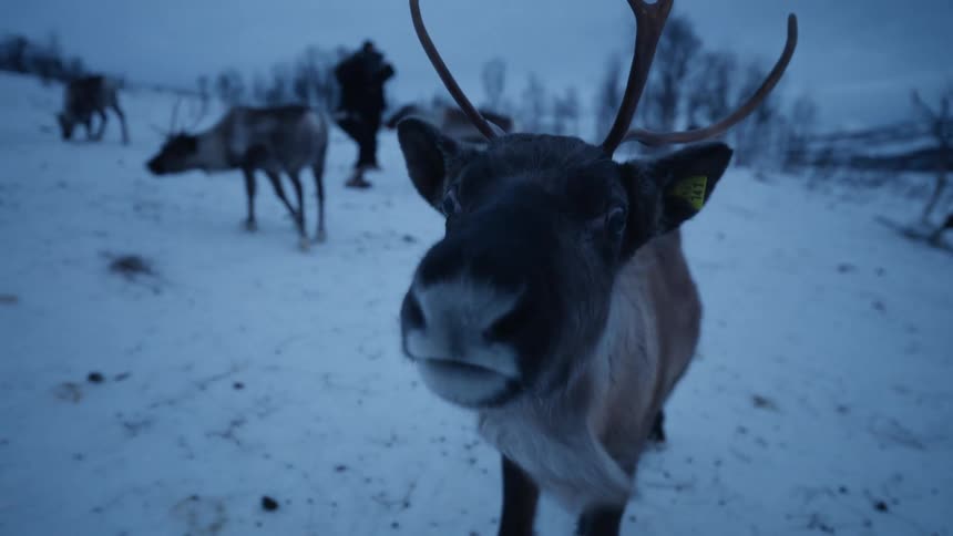 A curious reindeer with antlers looks directly into the camera in a snowy, twilight landscape with its herd in the background