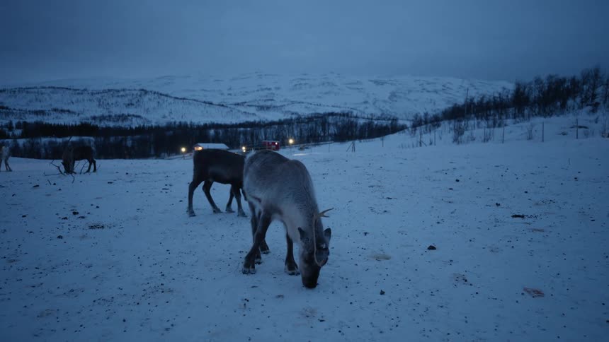A reindeer grazes in a vast snowy field at twilight before playfully sparring and locking antlers with another