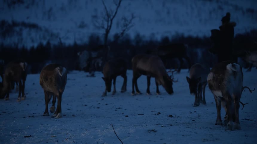 A herd of reindeer forage for food in the snow during a serene winter twilight in an arctic landscape