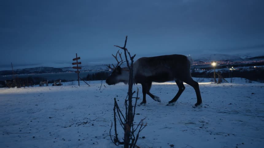 A beautiful reindeer with large antlers walks in slow motion across a snowy field at twilight with a Nordic town in the background