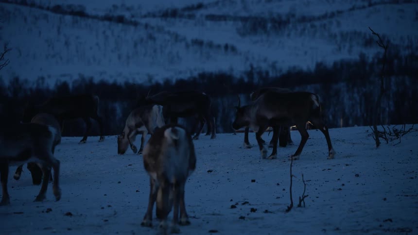 A herd of wild reindeer forages for food in the deep snow during the blue twilight of a Nordic winter night