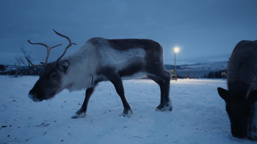 A majestic reindeer walks in slow motion across a snowy landscape at an arctic camp during the twilight blue hour