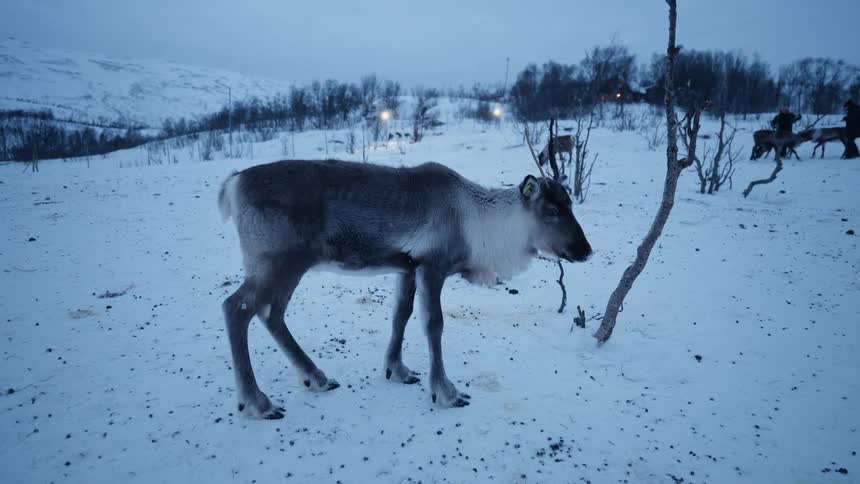 A reindeer stands still in a snowy landscape during the dim light of dusk with other reindeer in the background