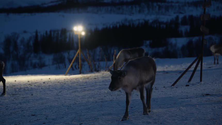 A curious reindeer slowly approaches the camera through a snowy field at night, illuminated by a bright spotlight