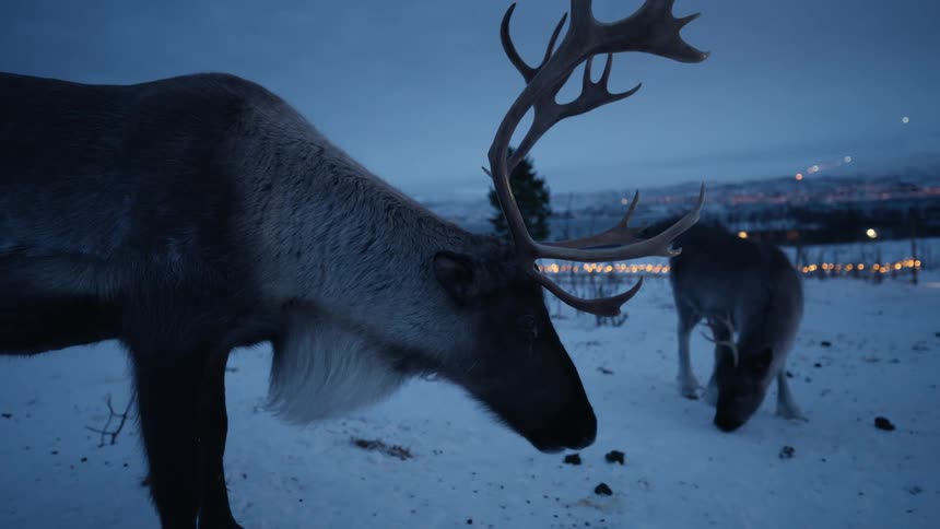 An intimate slow-motion close-up of a majestic reindeer looking at the camera in a snowy landscape at dusk