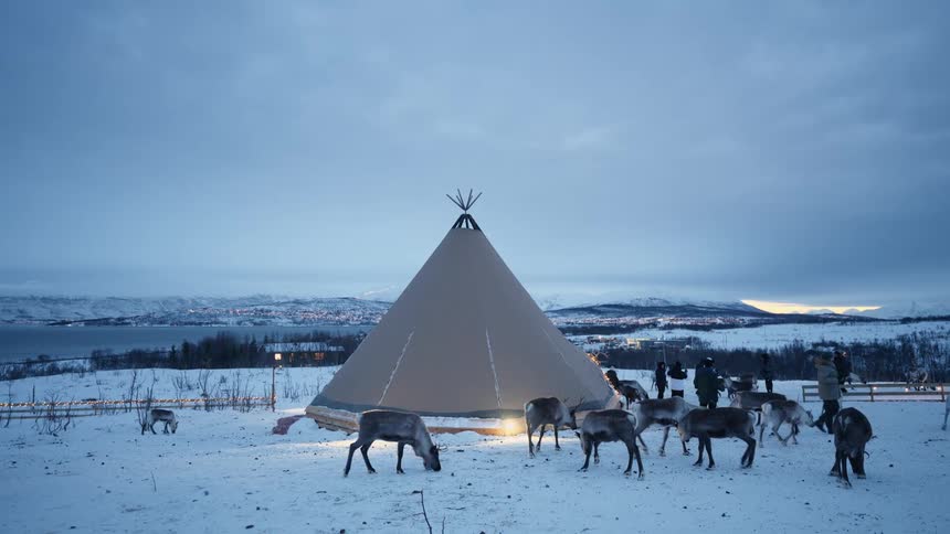 Reindeer graze peacefully around an illuminated teepee in a snowy arctic landscape at dusk with a distant city glowing in the background
