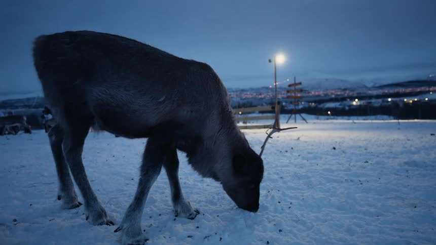 A calm reindeer gracefully forages for food in the deep snow during a tranquil winter night